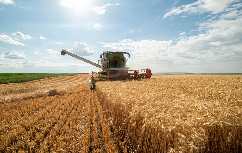 Recolta de grâu din România, la nivel record în 2025, peste Franța și Germania, dar cu venituri mai mici. Explicațiile fermierilor