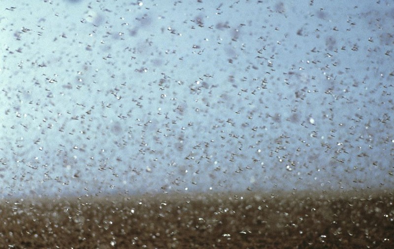 Sardinia, invadată de lăcuste. ”Pur și simplu pășim pe un covor de insecte”