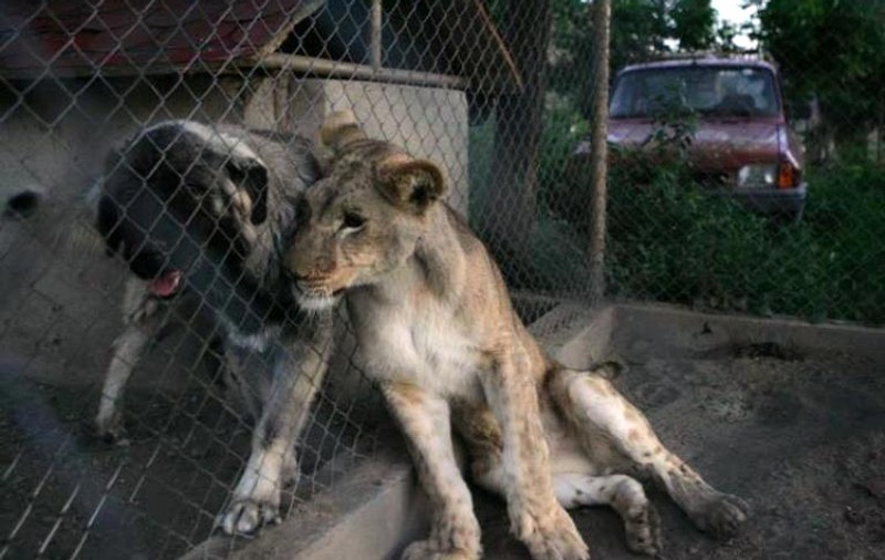 Încă un pui de leu salvat din România va ajunge în Africa!