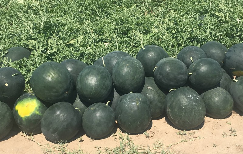 REPORTAJ/ S-a copt lubenița! Dulcele de Dăbuleni va ajunge pe mesele suedezilor. Pe piața românescă n-au fost cerințe! / FOTO