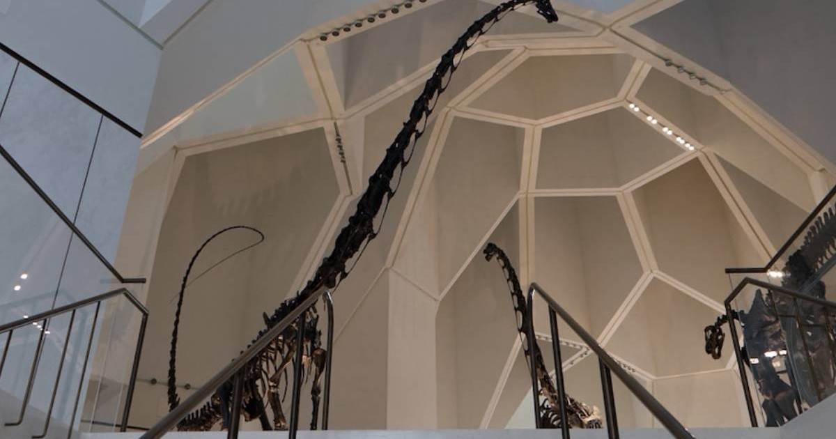 În imagine se vede un schelet lung de sauropod urcând pe o scară albă, cu gâtul foarte subțire și extrem de lung ridicându-se aproape până la tavanul geometric al sălii, între balustrade de sticlă și pereți luminoși, in Muzeul de Istorie Naturală Abu Dhabi
