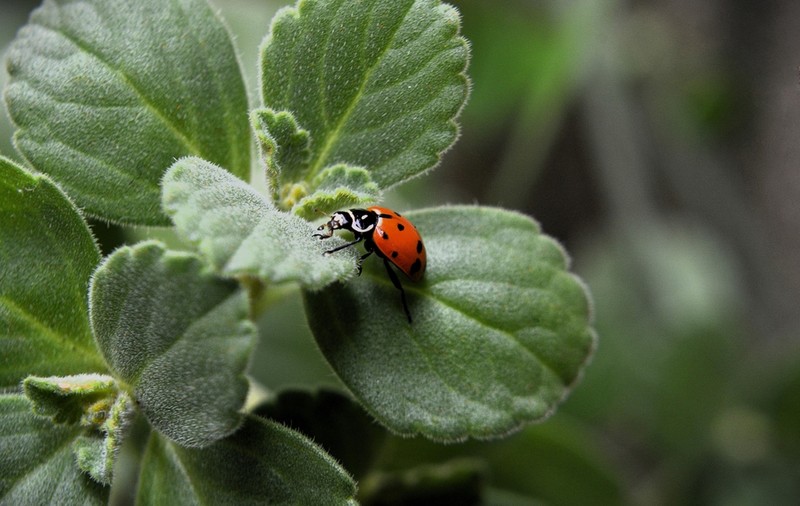 Curiozităţi despre buburuze – de ce sunt nişte insecte utile