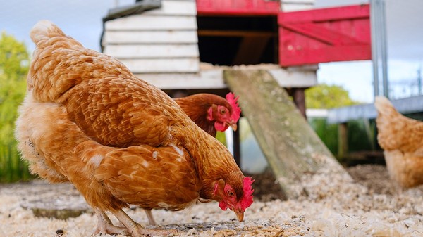 Alimentația gâinilor este importantă pentru a produce și în perioada toamnei ouă. Sursa foto: Envato