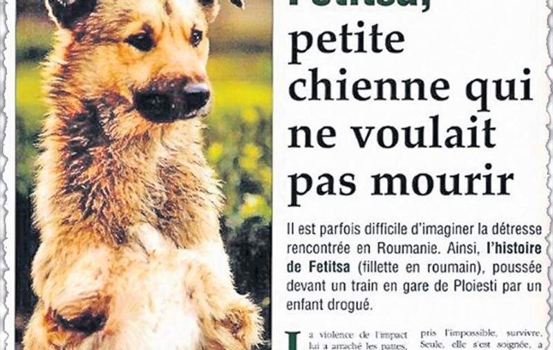 "Fetiţa", căţeluşa cu labele tăiate de tren a înduioşat-o pe Brigitte Bardot, care a adoptat-o