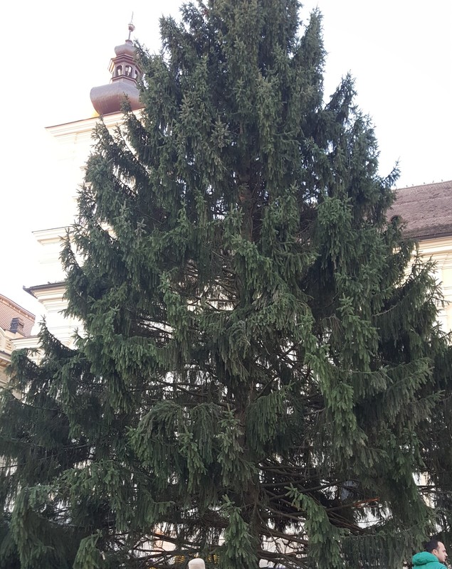 Bradul de Crăciun care va fi împodobit în Piaţa Mare a Sibiului a fost adus vineri