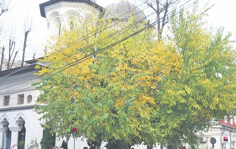 Aceşti arbori au peste 200 de ani