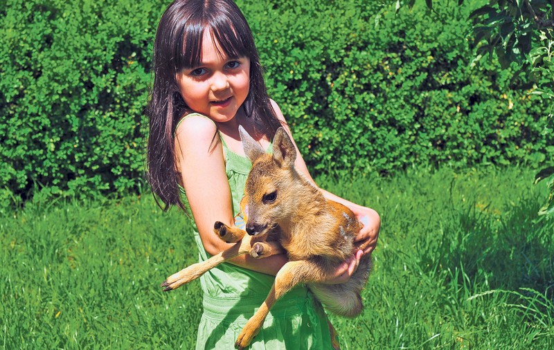 Salvat din colţii câinilor! O familie din Vaslui are în grijă un pui de căprioară rămas orfan