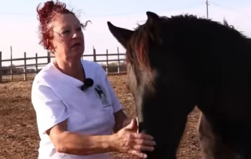 Povestea celui mai mare adăpost de cai din România. Peste 1.000 de animale primesc o a doua șansă, la Desa, județul Dolj | VIDEO