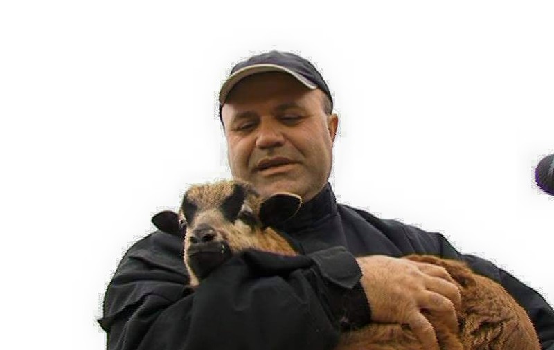Globalizare MADE IN ROMANIA: Un iranian din Prahova crește porci vietnamezi și capre franceze