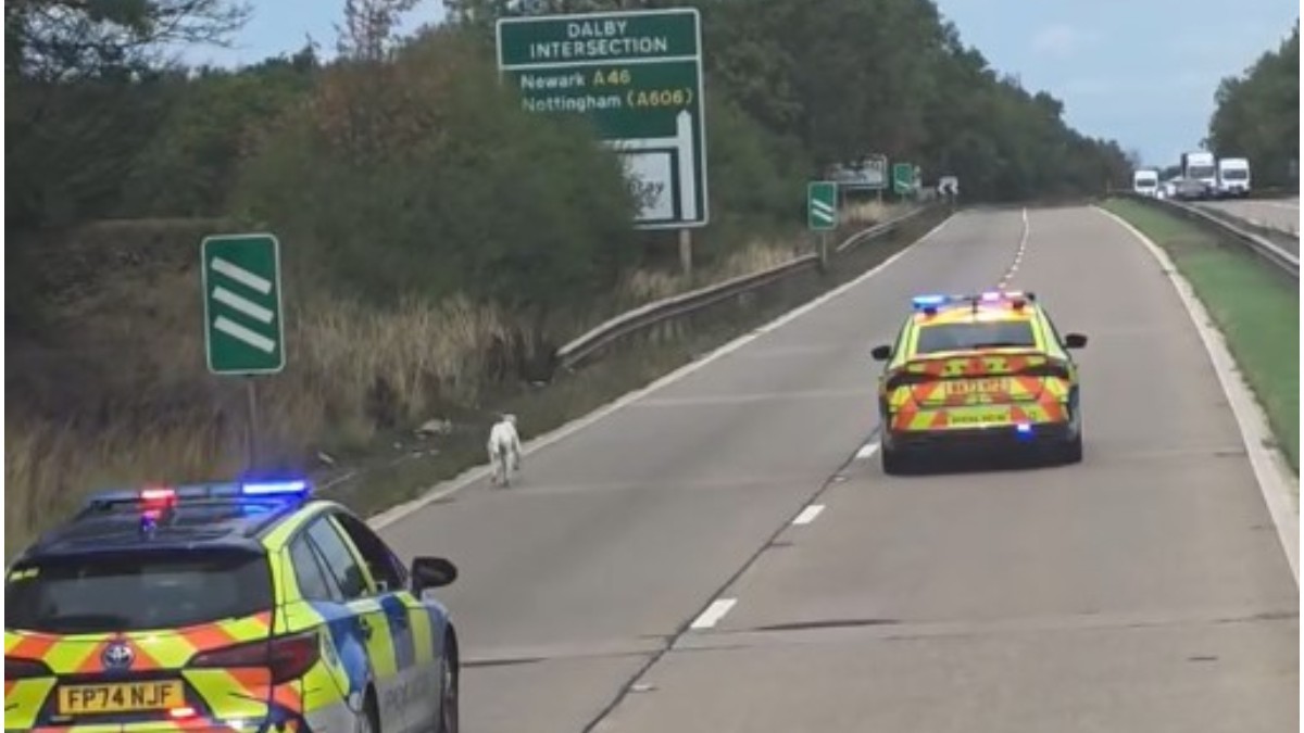 Imaginea prezintă două mașini de poliție din Marea Britanie urmărind cu girofarurile aprinse un animal alb care aleargă pe marginea unei autostrăzi.