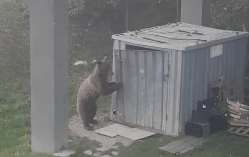 Un urs a fost filmat în timp ce dădea o "spargere" în plină zi lângă un hotel din Predeal. Turiștii terifiați l-au filmat | VIDEO
