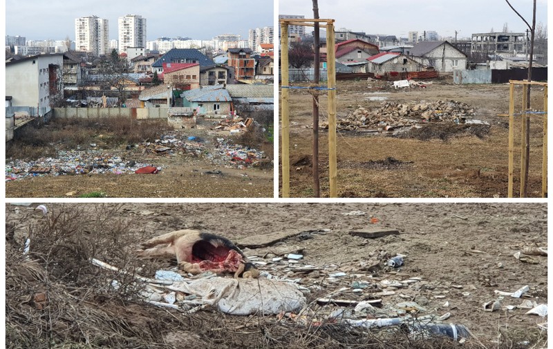 Unde trebuie să vină controalele anunțate de ministrul mediului: în sectorul 3 vezi jumătăți de porc aruncate de la Ignat chiar în parc!