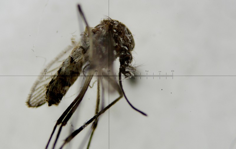 INSP: 7 cazuri de infecţie cu virusul West Nile