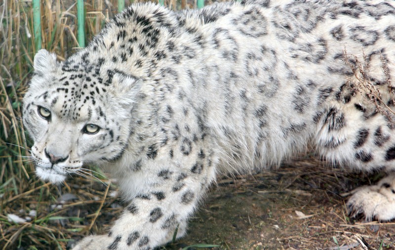 Un exemplar rar de leopard de zăpadă de la Zoo San Diego, infectat cu COVID. Cum a funcționat vaccinul la alte animale