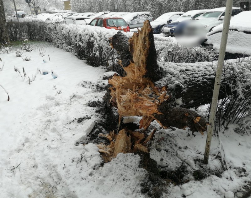 Copaci căzuţi pe carosabil şi maşini din cauza vântului şi zăpezii în Suceava