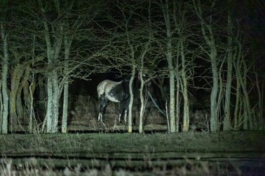 Păduricea de lângă ferma familiei Ţucă | Foto: Eli Driu