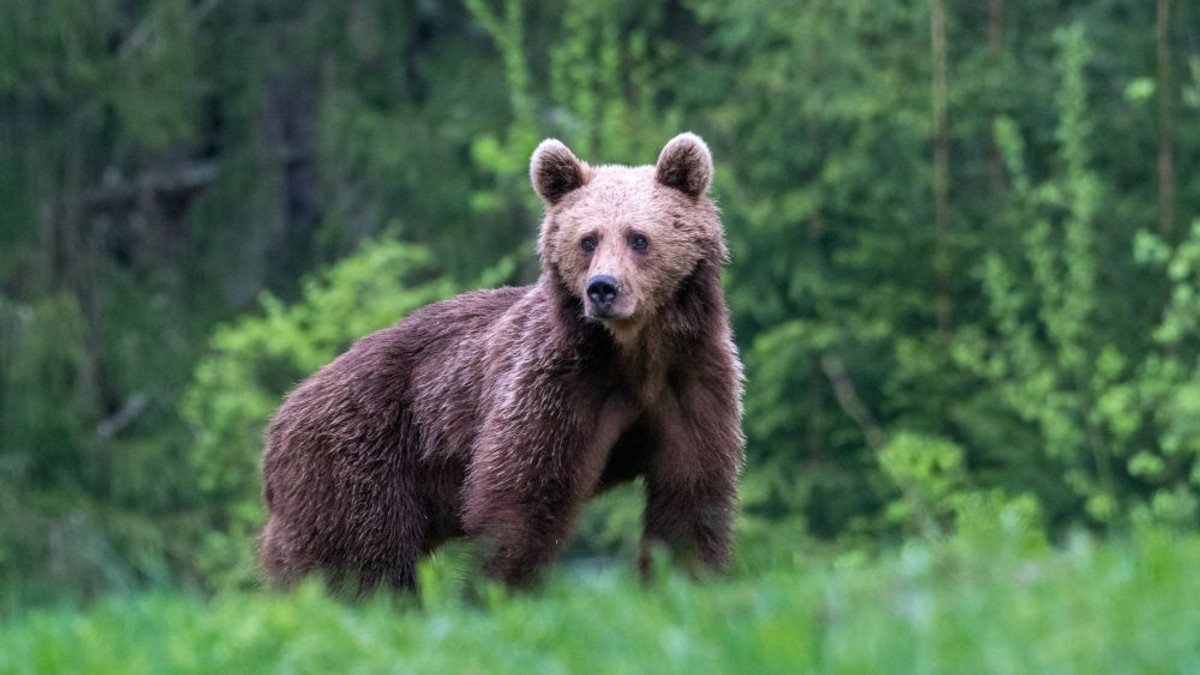 Un urs a stârnit panică în Harghita