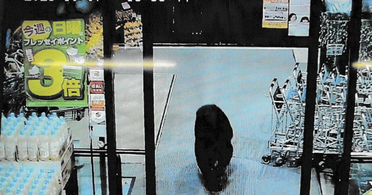 Un urs a intrat într-un supermarket din centrul Japoniei în seara zilei de 7 octombrie 2025
