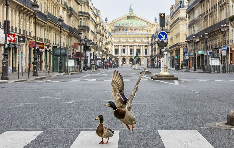 Imagini inedite: Parisul a fost cucerit de raţe
