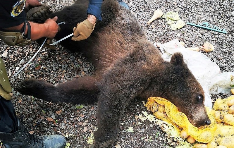 Doi urși, tranchilizați și duși în pădure, după ce au intrat în curtea unei pensiuni din Brașov