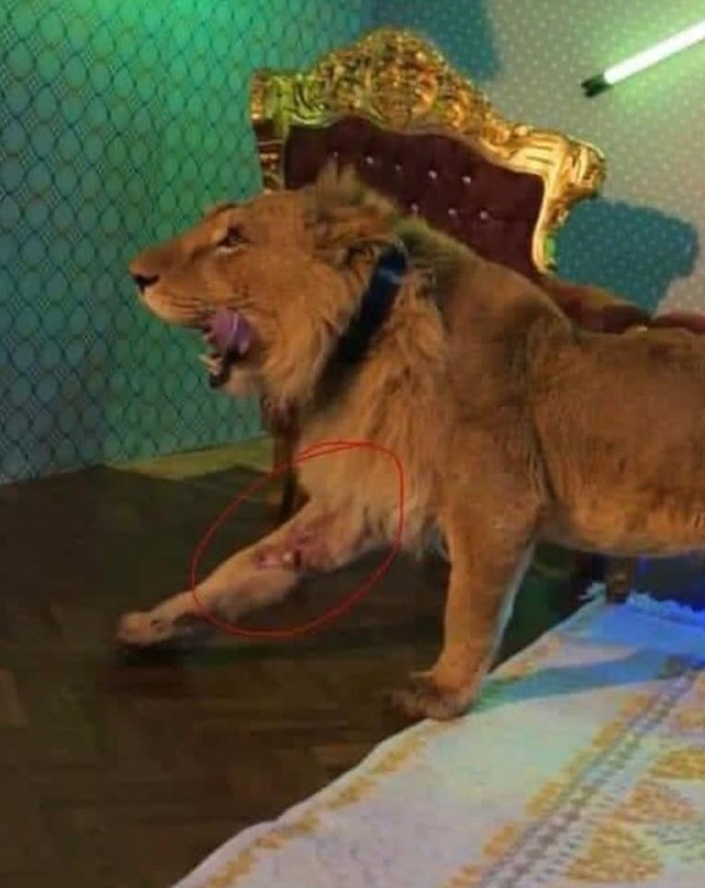 Percheziții la locuința manelistului Dani Mocanu, după videoclipul în care apare un leu rănit. Imagini cu mascații, publicate de cântăreț