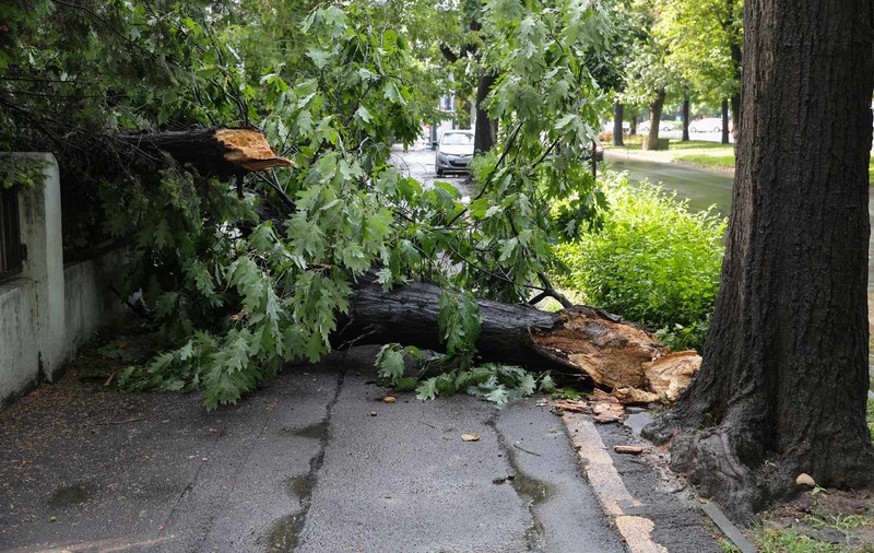 Zeci de copaci căzuți în București, vineri dimineață, după o vijelie. Capitala s-a aflat două ore sub alertă meteo de furtună