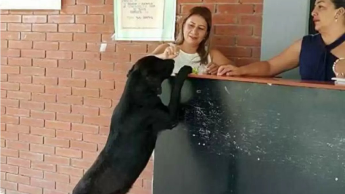 Negro „plătea” cu o frunză în fiecare zi. Foto : The Dodo.