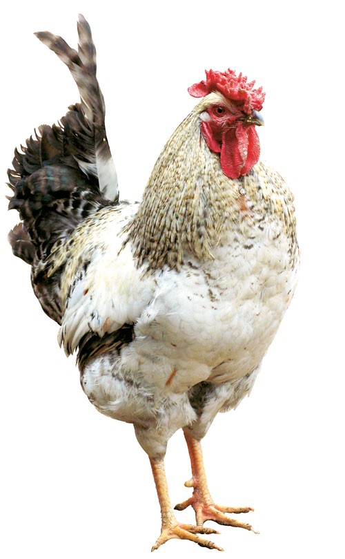Arhiva foto