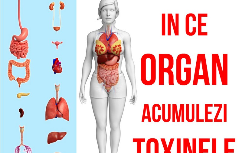 Cum ştii ce organ are nevoie de detoxifiere
