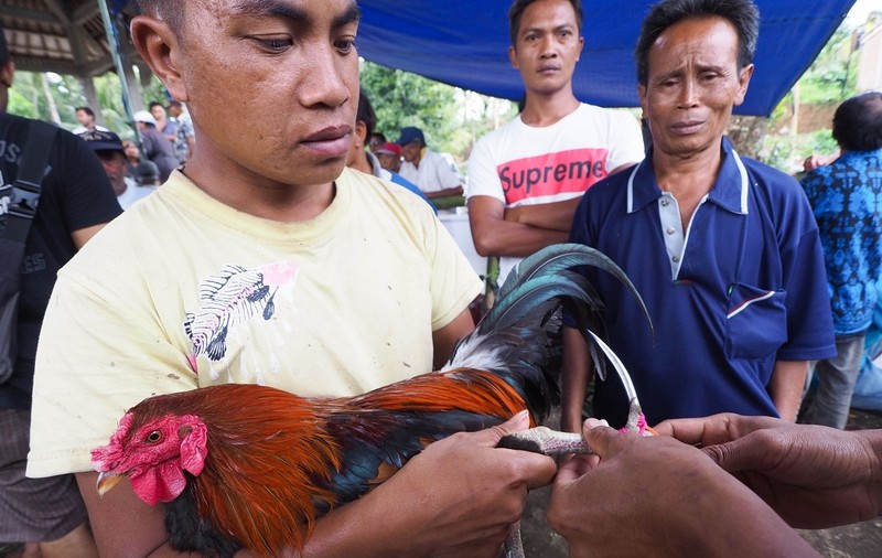 Un polițist a fost ucis de un cocoș în timp ce încerca să oprească organizarea unor lupte ilegale, în Filipine