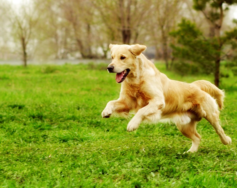 Golden Retriever - cât de ușor se dresează și ce personalitate are cel mai îndrăgit câine