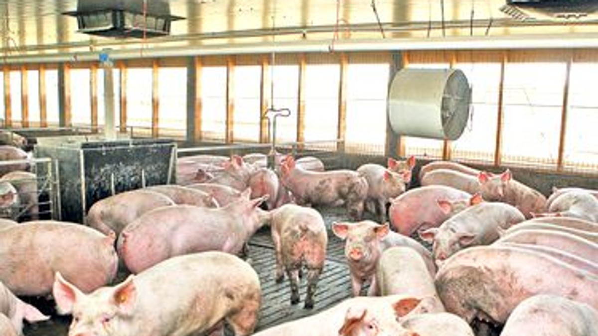 Nou focar de pestă porcină la o fermă din Călărași