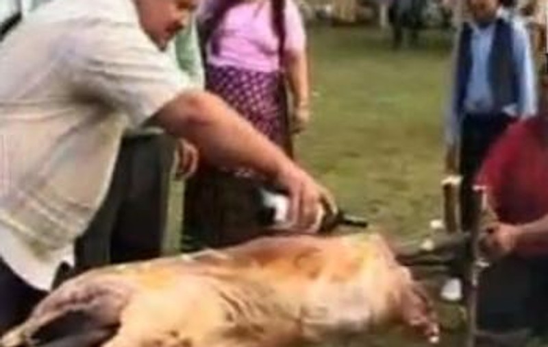 Sărbătoare mare la Costești, cu purceluși de lapte, dans din buric și manele, de ziua romilor
