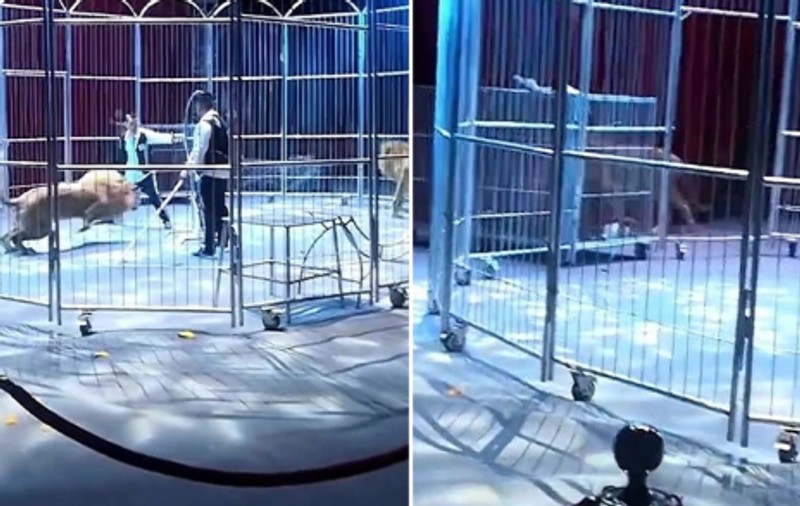Momentul în care doi lei scapă din cușcă, în timpul unui spectacol de circ, în China - VIDEO