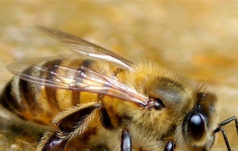 Uniunea Europeană interzice pesticidele care afectează albinele