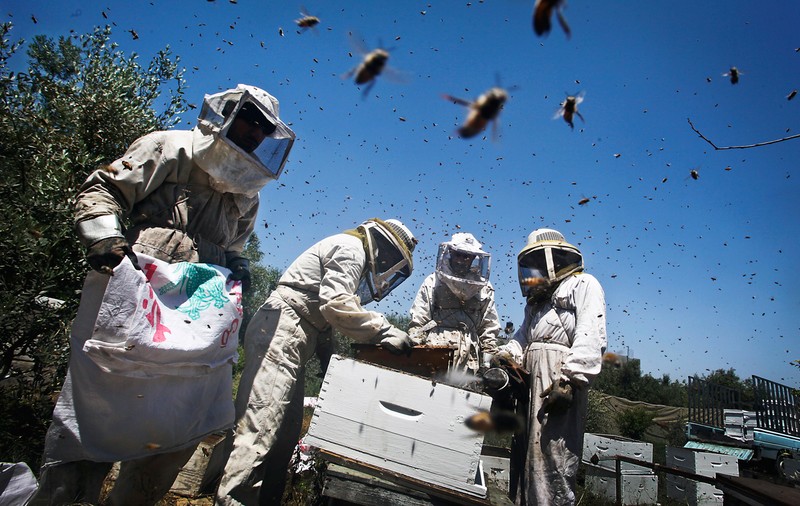 Canicula a înnebunit albinele! Insectele agresive au băgat în spital câteva zeci de persoane