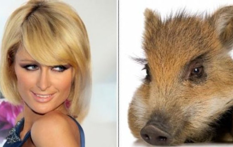 Paris Hilton doarme cu un porc în pat