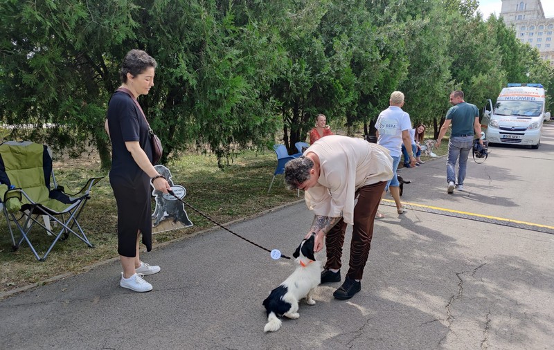 Târg de adopții de câini, în Parcul Izvor din București