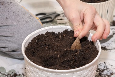 Plantare frezii în ghiveci