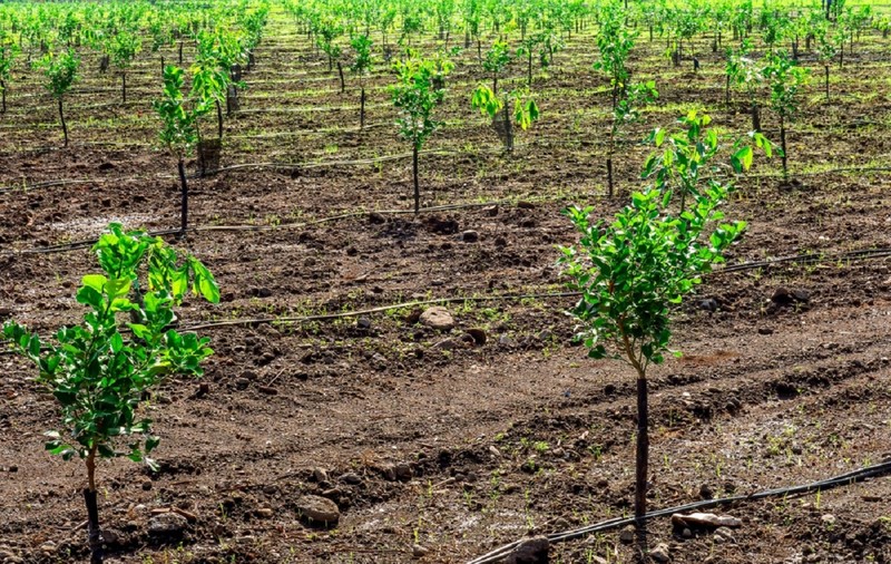 Calendarul de plantare al pomilor fructiferi: primăvară vs toamnă