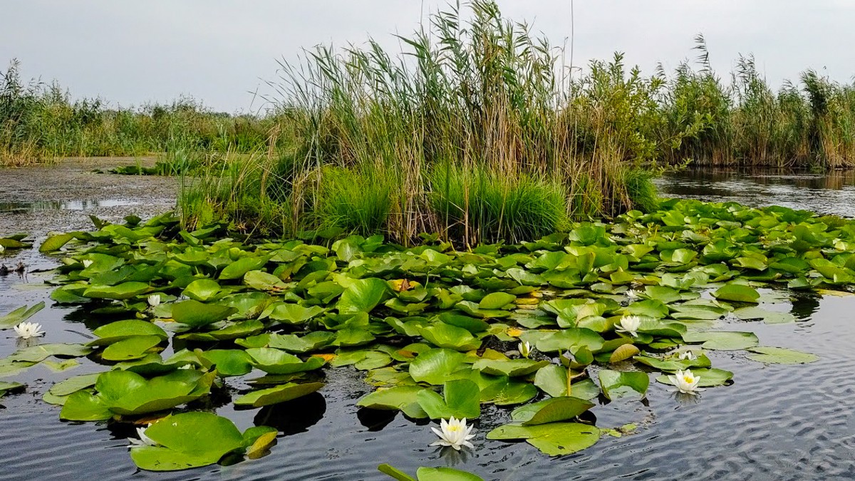 Delta Dunării
