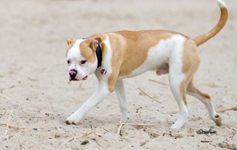 O fetiță de 9 ani a murit după ce a fost atacată de trei câini pitbull