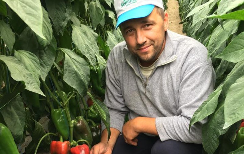 Cultivă roșii negre, castraveți galbeni și vinete albe. Afacerea unui bărbat din Suceava, pasionat de horticultură