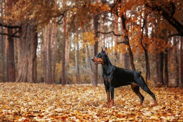 Doberman - personalitate și temperament