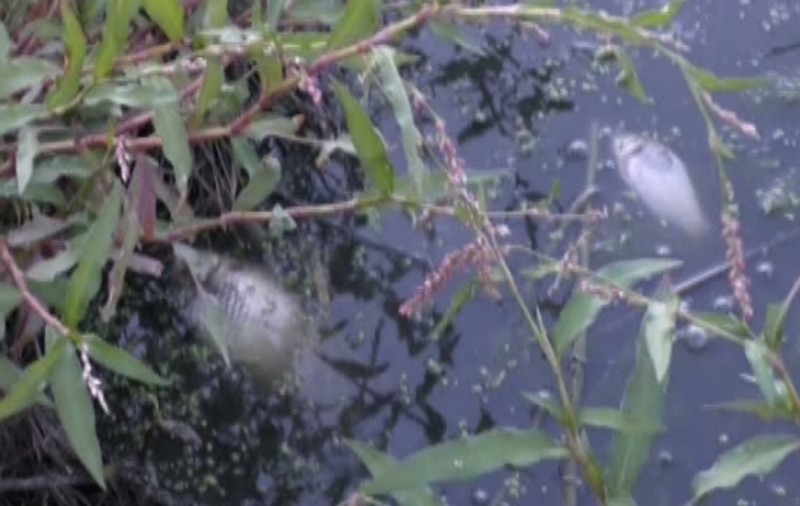 Dezastru ecologic la Buzău. Mii de peşti, găsiţi morţi