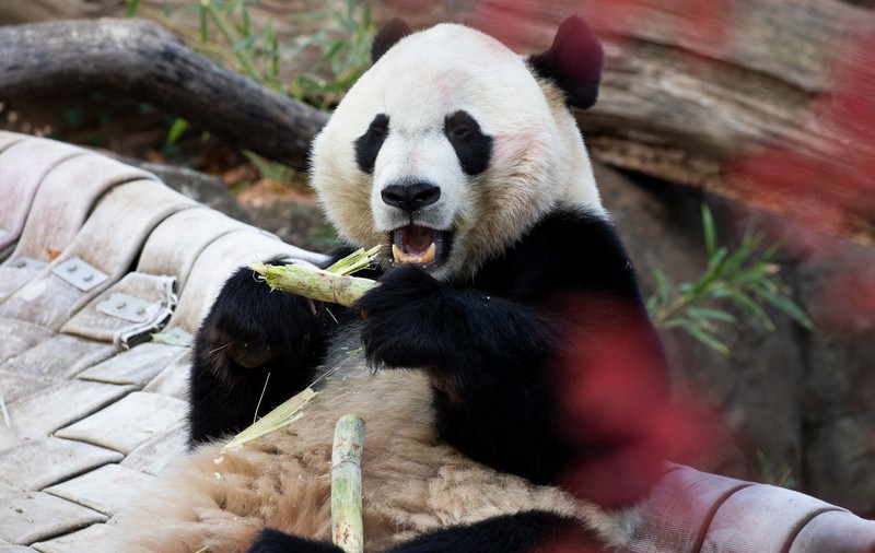 Ursul panda Bei Bei a ajuns din SUA în China, după o călătorie de 16 ore. A fost băgat o lună în carantină