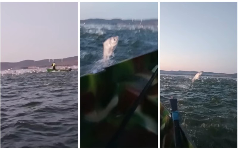 Sute de pești sânger sar din apă pe lacul Babadag, în județul Tulcea | VIDEO
