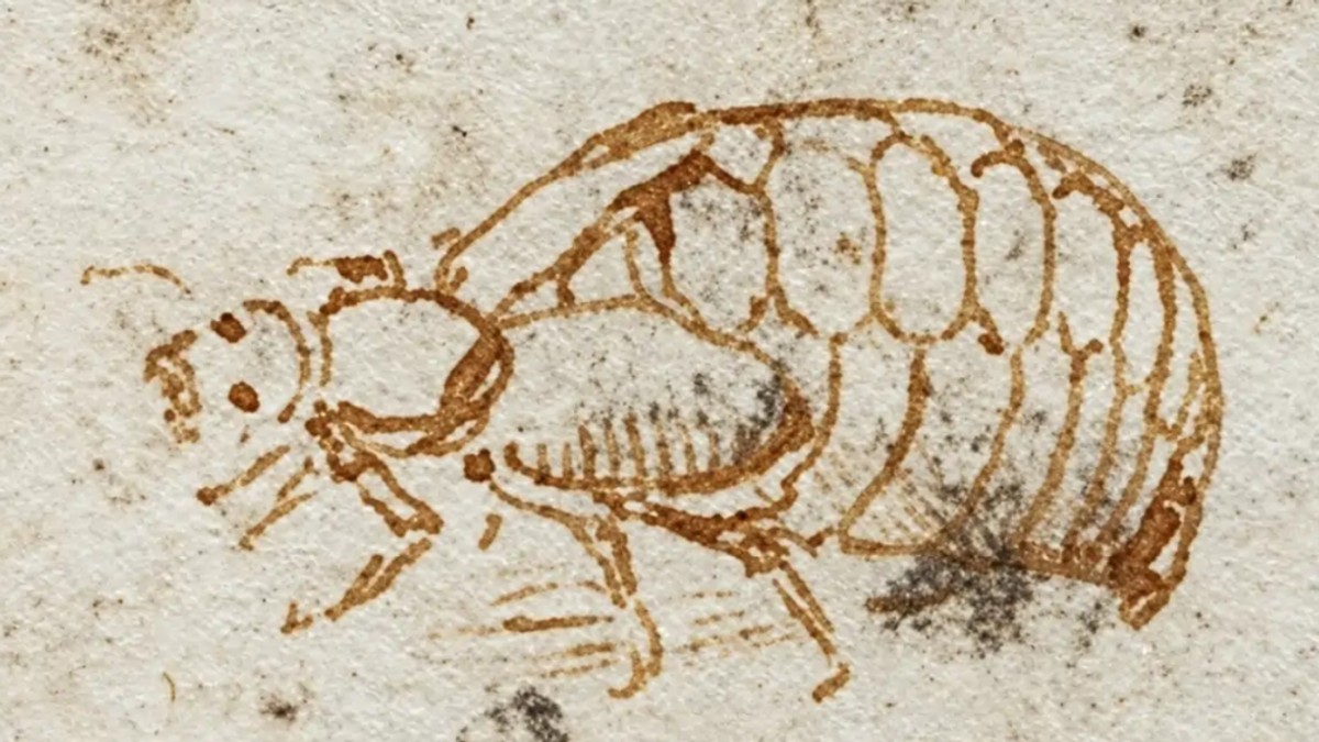 Leonardo da Vinci a desenat un gândac bășicos sau cantaridă, din familia meloidelor. Foto: British Library Board