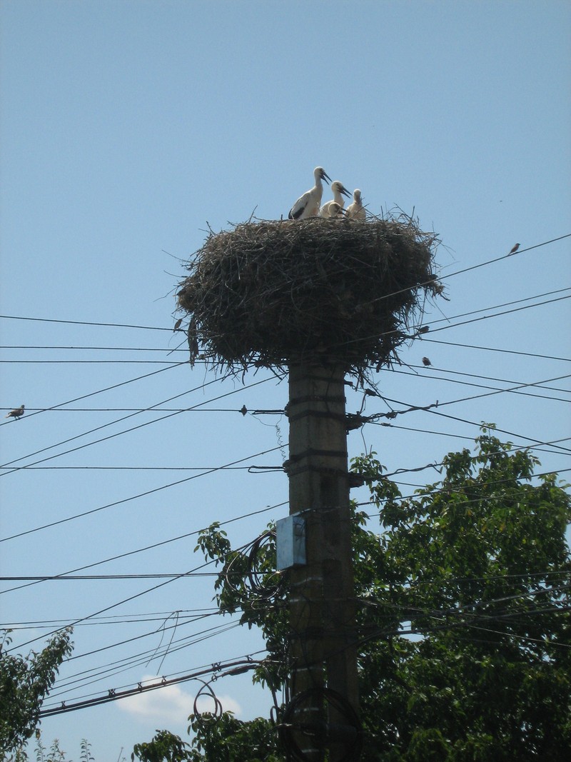 Arhiva foto