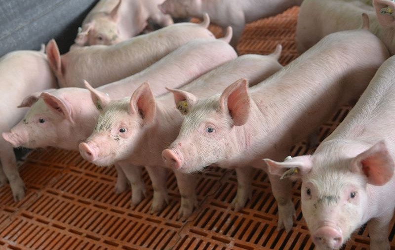 Focar de pestă porcină într-o fermă din județul Timiș. Peste 50.000 de animale vor fi sacrificate